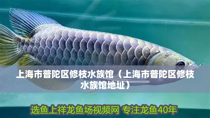 上海市普陀區(qū)修枝水族館（上海市普陀區(qū)修枝水族館地址）
