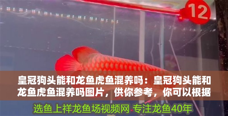 皇冠狗頭能和龍魚虎魚混養(yǎng)嗎：皇冠狗頭能和龍魚虎魚混養(yǎng)嗎圖片，供你參考，你可以根據需求進行選擇，，皇冠狗頭與龍魚、虎魚能否混養(yǎng)大揭秘，探究皇冠狗頭和龍魚虎魚混養(yǎng)可行性，皇冠狗頭可否同龍魚虎魚一同混養(yǎng)？
