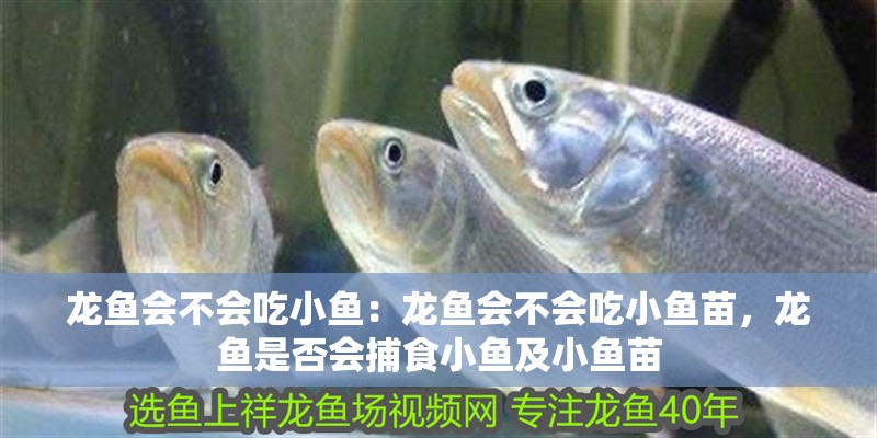龍魚會不會吃小魚：龍魚會不會吃小魚苗，龍魚是否會捕食小魚及小魚苗