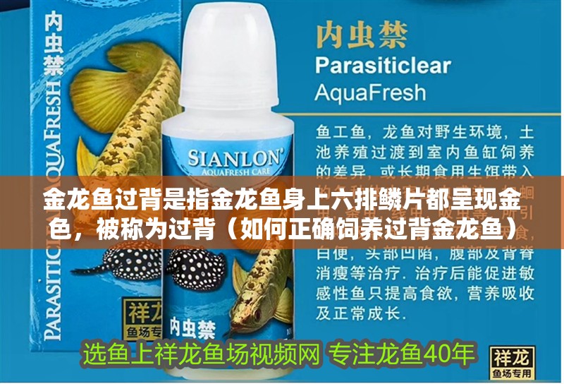 金龍魚過背是指金龍魚身上六排鱗片都呈現金色，被稱為過背（如何正確飼養過背金龍魚）