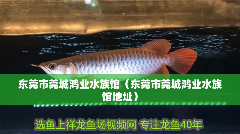 東莞市莞城鴻業水族館(東莞市莞城鴻業水族館地址) 全國水族館企業名錄 第2張 東莞市莞城鴻業水族館(東莞市莞城鴻業水族館地址) 東莞市莞城鴻業水族館(東莞市莞城鴻業水族館地址) 全國水族館企業名錄 第2張