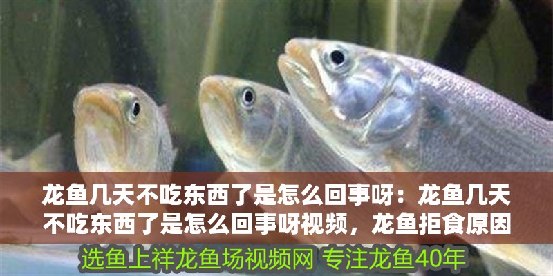 龍魚幾天不吃東西了是怎么回事呀：龍魚幾天不吃東西了是怎么回事呀視頻，龍魚拒食原因解析，多日不進食怎么辦？
