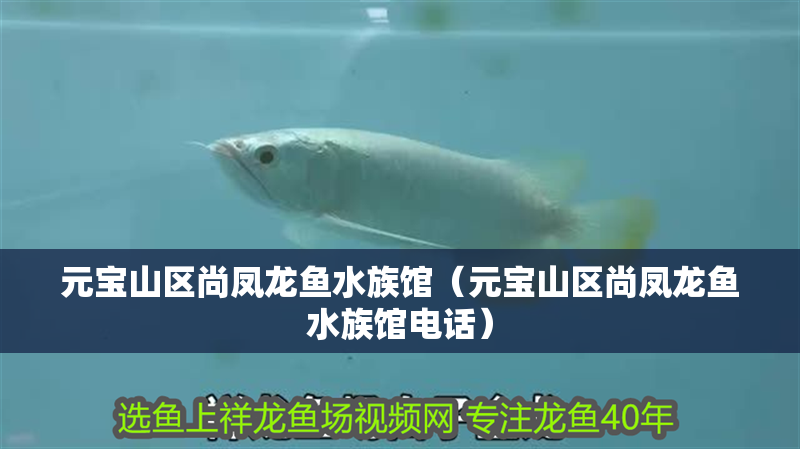 元寶山區尚鳳龍魚水族館(元寶山區尚鳳龍魚水族館電話) 全國水族館企業名錄 第2張 元寶山區尚鳳龍魚水族館(元寶山區尚鳳龍魚水族館電話) 元寶山區尚鳳龍魚水族館(元寶山區尚鳳龍魚水族館電話) 全國水族館企業名錄 第2張