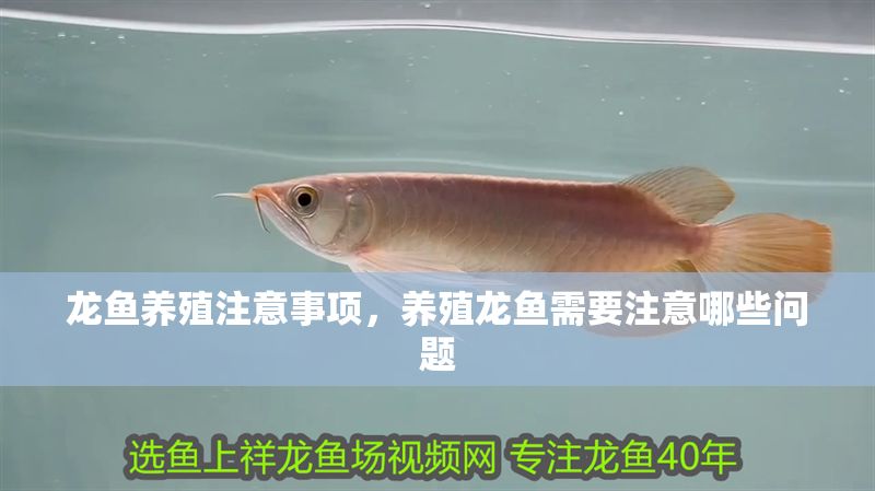 龍魚養殖注意事項，養殖龍魚需要注意哪些問題