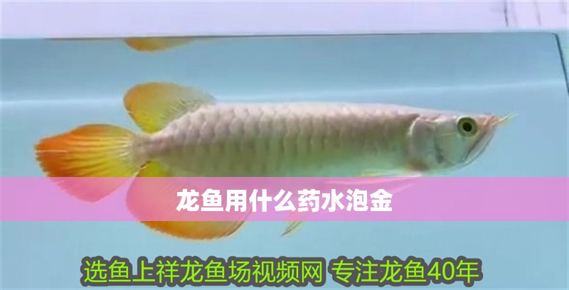 龍魚(yú)用什么藥水泡金