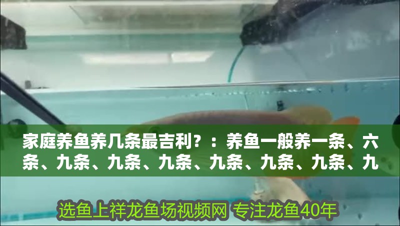 家庭養魚養幾條最吉利？：養魚一般養一條、六條、九條、九條、九條、九條、九條、九條、九條、九條、九條、九條、九條、九條、九條、