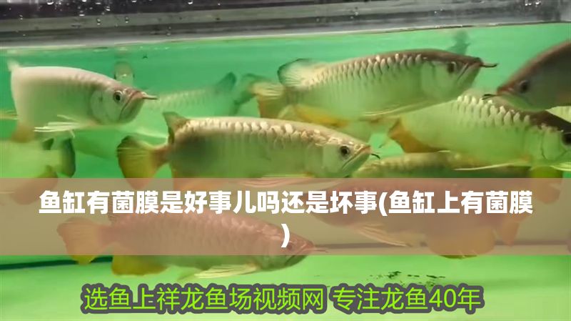 魚缸有菌膜是好事兒嗎還是壞事(魚缸上有菌膜)