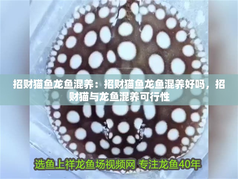 招財貓魚龍魚混養：招財貓魚龍魚混養好嗎，招財貓與龍魚混養可行性