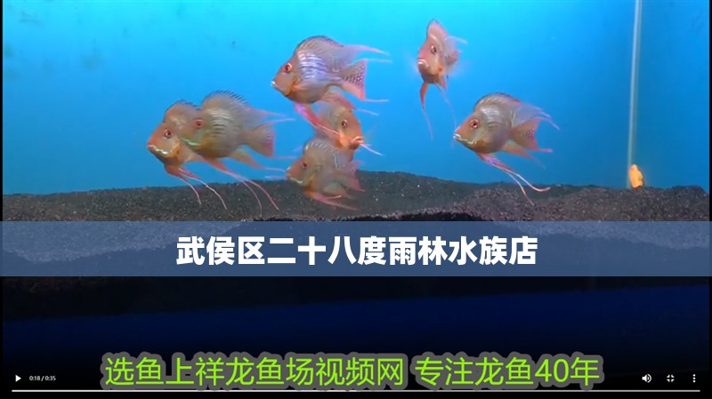 武侯區二十八度雨林水族店