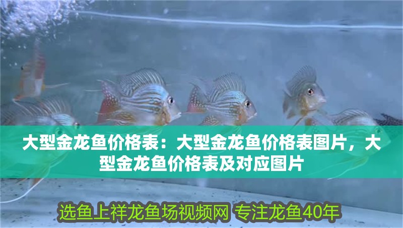 大型金龍魚價格表：大型金龍魚價格表圖片，大型金龍魚價格表及對應(yīng)圖片