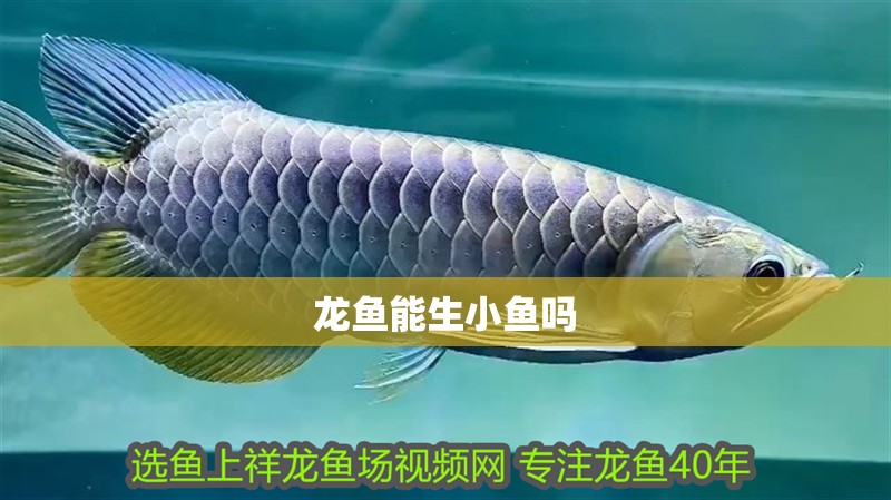 龍魚能生小魚嗎