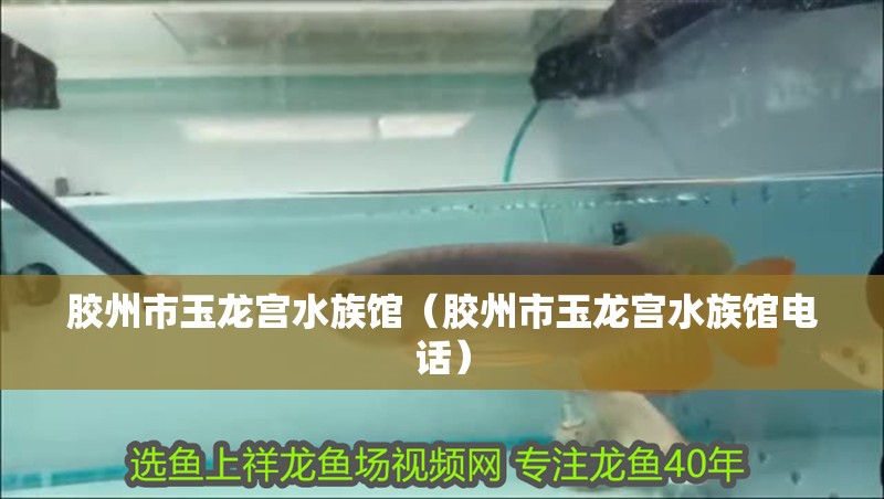 膠州市玉龍宮水族館（膠州市玉龍宮水族館電話） 膠州市玉龍宮水族館（膠州市玉龍宮水族館電話） 全國水族館企業(yè)名錄 第2張