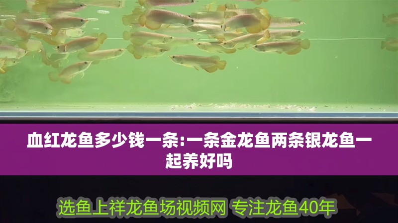 血紅龍魚多少錢一條:一條金龍魚兩條銀龍魚一起養好嗎