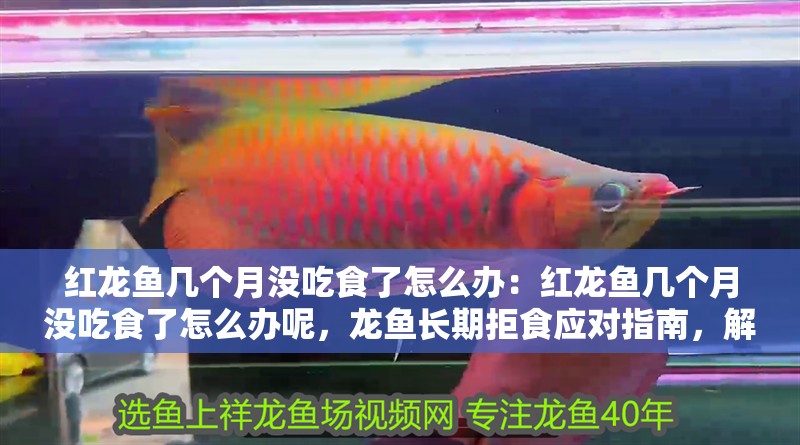 紅龍魚幾個月沒吃食了怎么辦：紅龍魚幾個月沒吃食了怎么辦呢，龍魚長期拒食應對指南，解決數月不進食難題