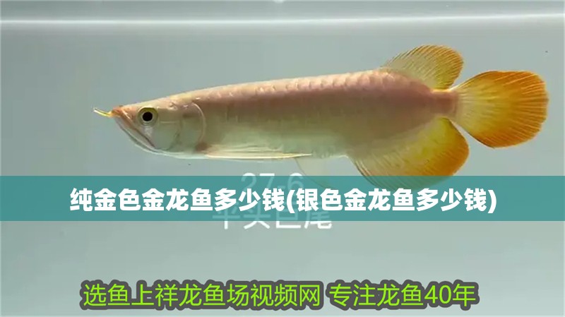 純金色金龍魚(yú)多少錢(qián)(銀色金龍魚(yú)多少錢(qián))