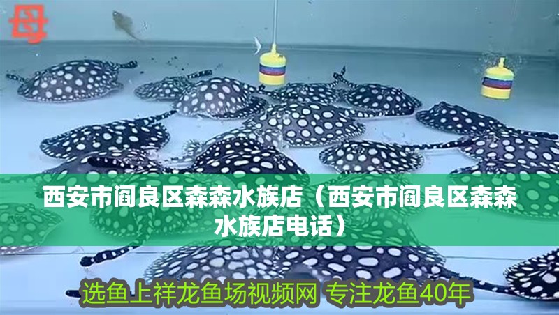 西安市閻良區(qū)森森水族店（西安市閻良區(qū)森森水族店電話）