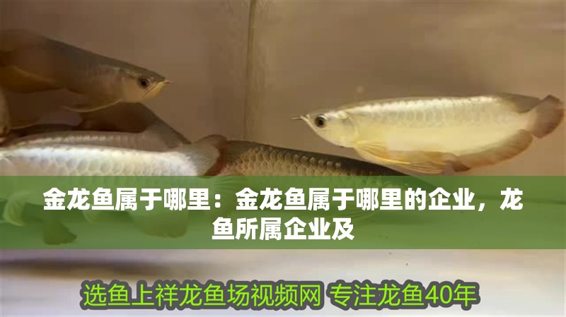 金龍魚屬于哪里：金龍魚屬于哪里的企業，龍魚所屬企業及