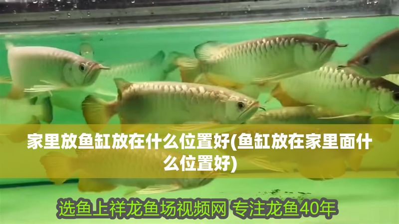 家里放魚缸放在什么位置好(魚缸放在家里面什么位置好)