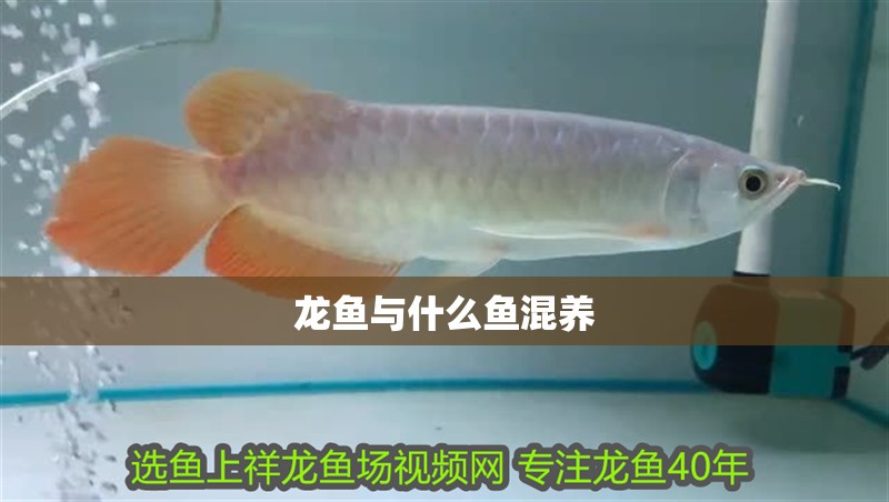 龍魚與什么魚混養(yǎng)
