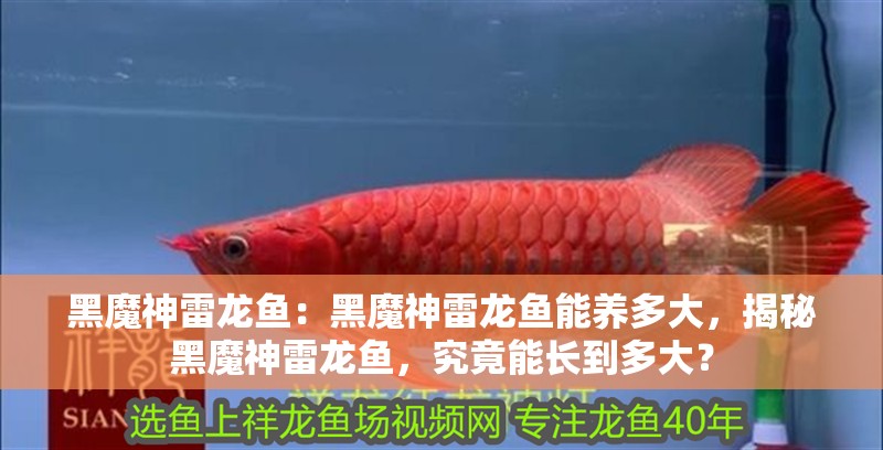 黑魔神雷龍魚：黑魔神雷龍魚能養多大，揭秘黑魔神雷龍魚，究竟能長到多大？