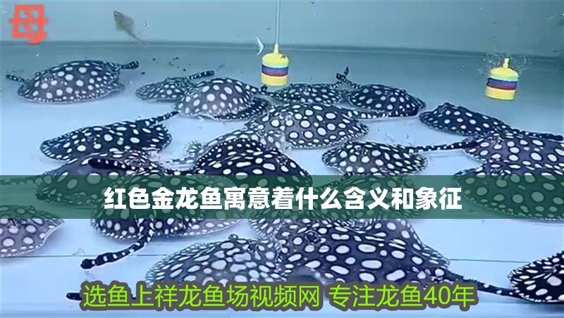 紅色金龍魚寓意著什么含義和象征