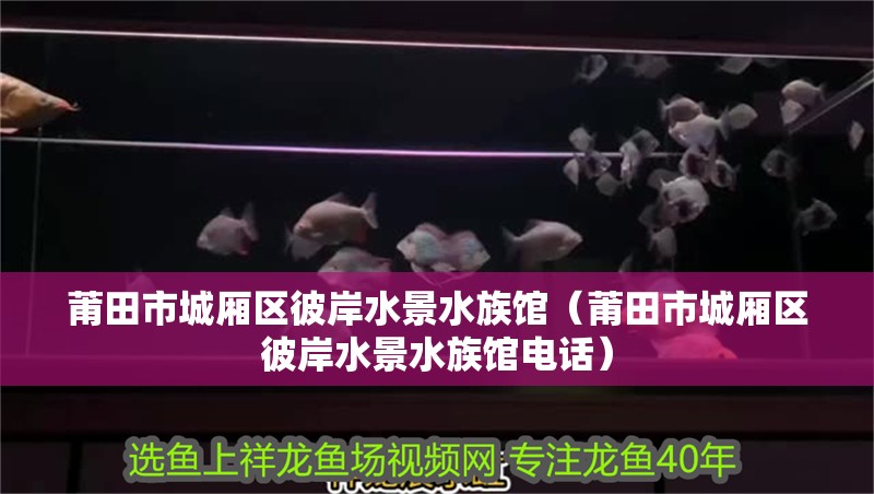 莆田市城廂區(qū)彼岸水景水族館（莆田市城廂區(qū)彼岸水景水族館電話）