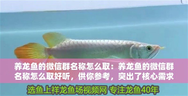 養(yǎng)龍魚的微信群名稱怎么取：養(yǎng)龍魚的微信群名稱怎么取好聽，供你參考，突出了核心需求且風(fēng)格多樣，，超吸睛！養(yǎng)龍魚微信群專屬好聽名大揭秘，解鎖養(yǎng)龍魚微信群超贊名稱，好聽又獨特！，必看！為養(yǎng)龍魚微信群