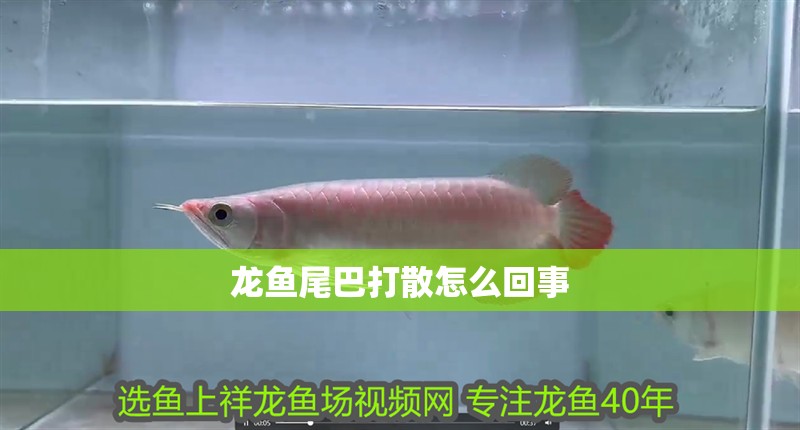 龍魚尾巴打散怎么回事
