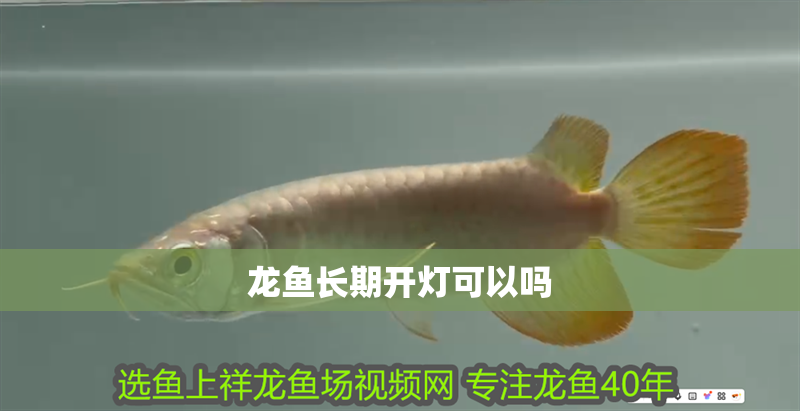 龍魚長期開燈可以嗎