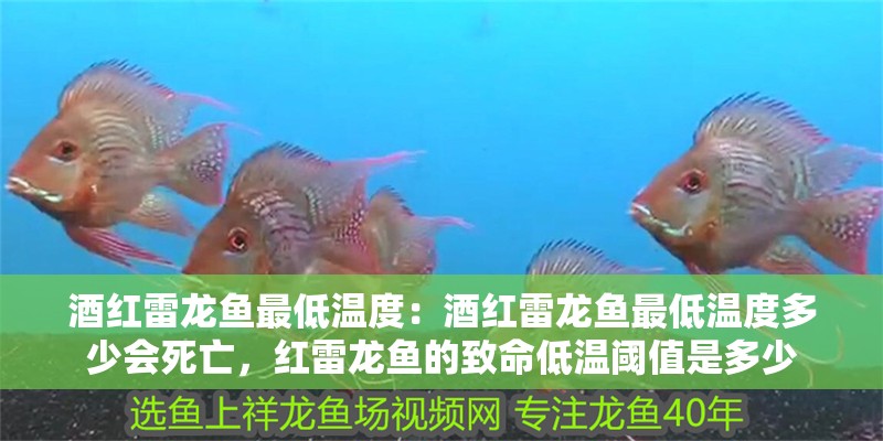 酒紅雷龍魚最低溫度：酒紅雷龍魚最低溫度多少會死亡，紅雷龍魚的致命低溫閾值是多少