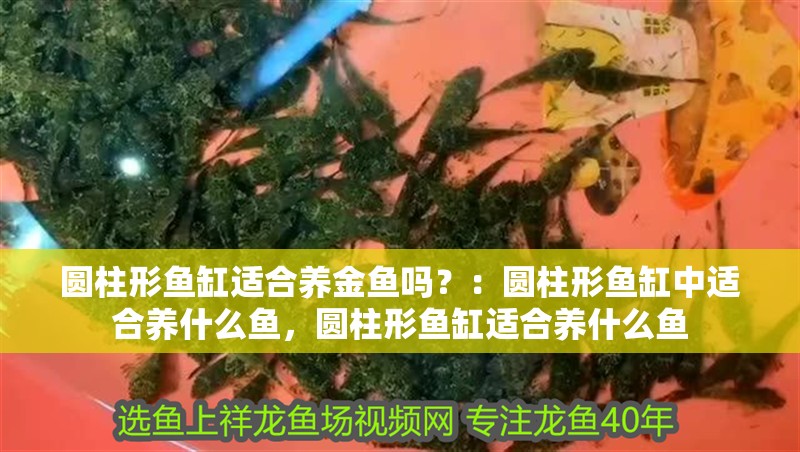 圓柱形魚缸適合養金魚嗎？：圓柱形魚缸中適合養什么魚，圓柱形魚缸適合養什么魚