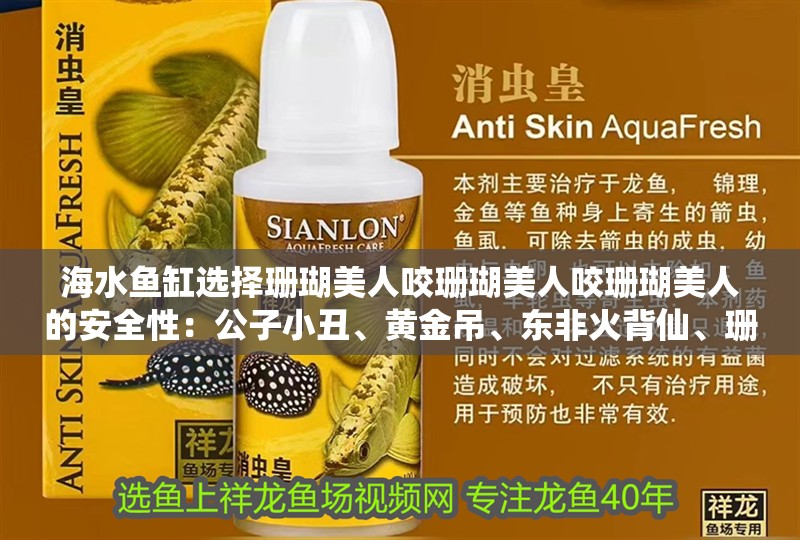 海水魚缸選擇珊瑚美人咬珊瑚美人咬珊瑚美人的安全性：公子小丑、黃金吊、東非火背仙、珊瑚美人、珊瑚美人、珊瑚美人