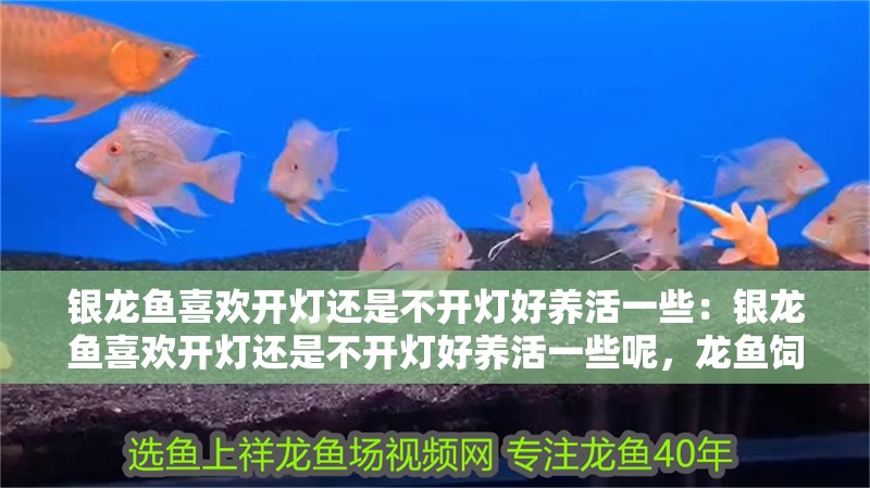 銀龍魚喜歡開燈還是不開燈好養(yǎng)活一些：銀龍魚喜歡開燈還是不開燈好養(yǎng)活一些呢，龍魚飼養(yǎng)光照選擇，開燈與關燈哪種更易