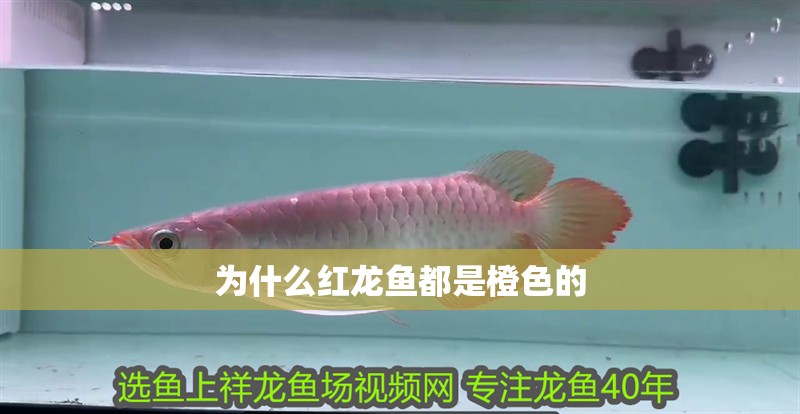 為什么紅龍魚都是橙色的
