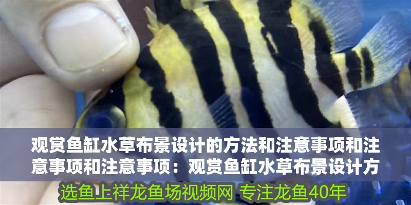 觀賞魚缸水草布景設計的方法和注意事項和注意事項和注意事項：觀賞魚缸水草布景設計方法和注意事項