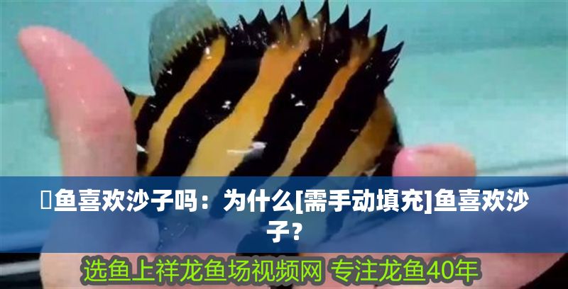 魟魚喜歡沙子嗎：為什么[需手動填充]魚喜歡沙子？ 魟魚喜歡沙子嗎：為什么[需手動填充]魚喜歡沙子？ 魟魚百科 第2張