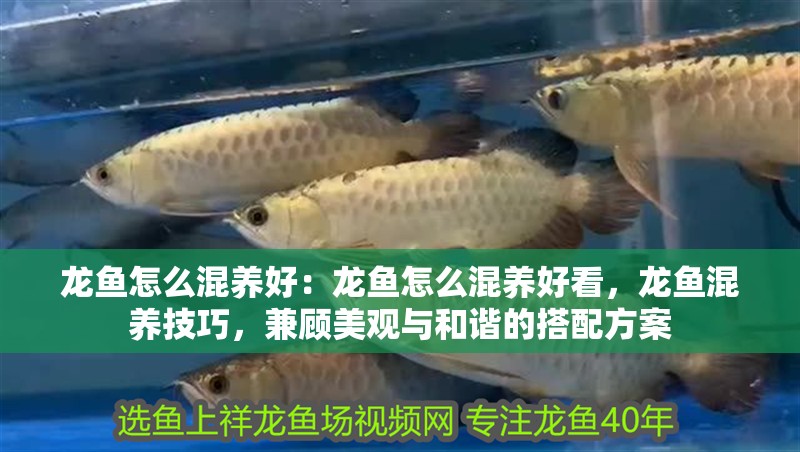 龍魚怎么混養好：龍魚怎么混養好看，龍魚混養技巧，兼顧美觀與和諧的搭配方案