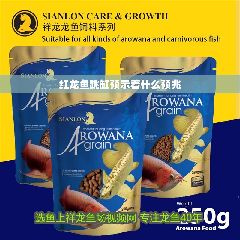 紅龍魚跳缸預(yù)示著什么預(yù)兆