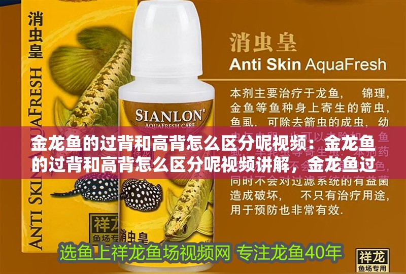 金龍魚的過背和高背怎么區分呢視頻：金龍魚的過背和高背怎么區分呢視頻講解，金龍魚過背與高背區分全解析視頻教程