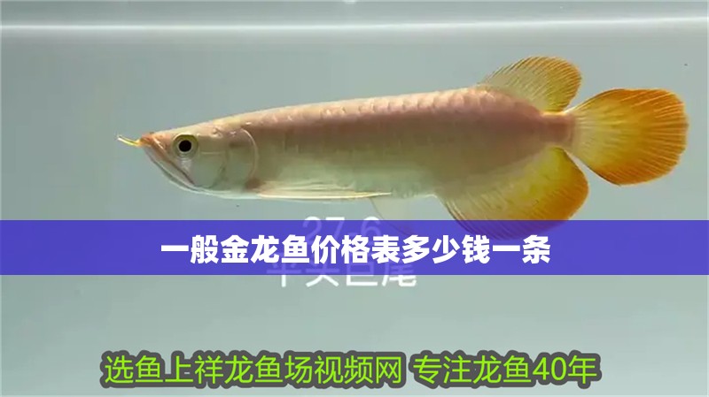 一般金龍魚價格表多少錢一條