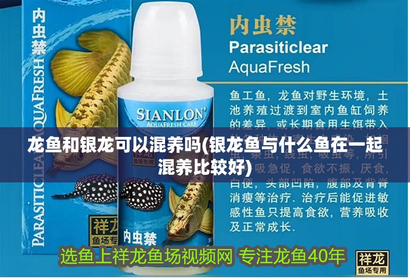 龍魚和銀龍可以混養嗎(銀龍魚與什么魚在一起混養比較好)