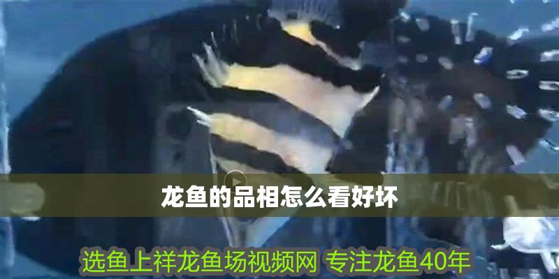 龍魚的品相怎么看好壞 龍魚的品相怎么看好壞 龍魚百科 第2張