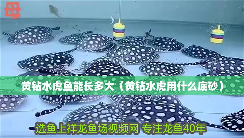 黃鉆水虎魚能長多大（黃鉆水虎用什么底砂）