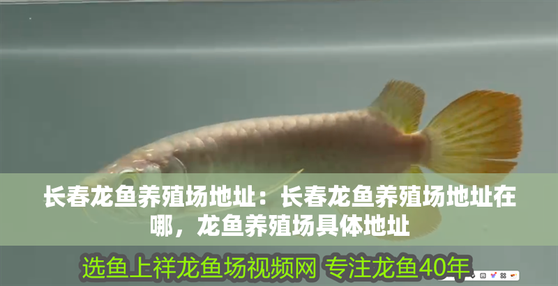 長春龍魚養殖場地址：長春龍魚養殖場地址在哪，龍魚養殖場具體地址