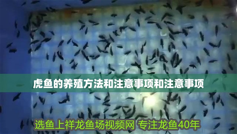 虎魚的養(yǎng)殖方法和注意事項(xiàng)和注意事項(xiàng)