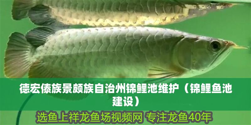 德宏傣族景頗族自治州錦鯉池維護（錦鯉魚池建設）