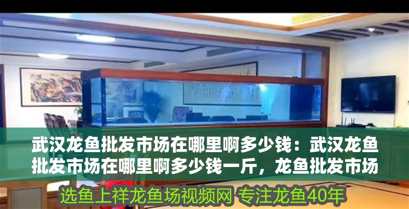 武漢龍魚批發市場在哪里啊多少錢：武漢龍魚批發市場在哪里啊多少錢一斤，龍魚批發市場位置及