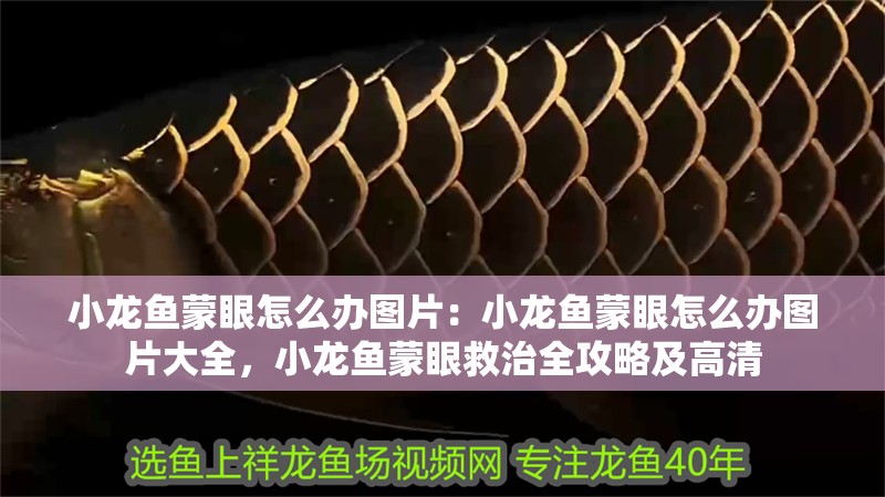 小龍魚蒙眼怎么辦圖片：小龍魚蒙眼怎么辦圖片大全，小龍魚蒙眼救治全攻略及高清