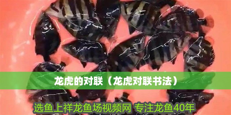 龍虎的對(duì)聯(lián)（龍虎對(duì)聯(lián)書(shū)法）