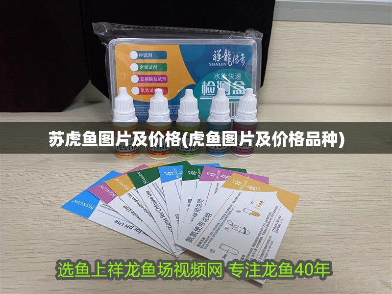 蘇虎魚圖片及價格(虎魚圖片及價格品種)